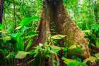 Ceiba tree, Carara National Park, Puntarenas Province, Costa Rica Art Print